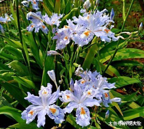 用完的瓶子千万别扔, 简单一加工, 就是养花的宝贝!