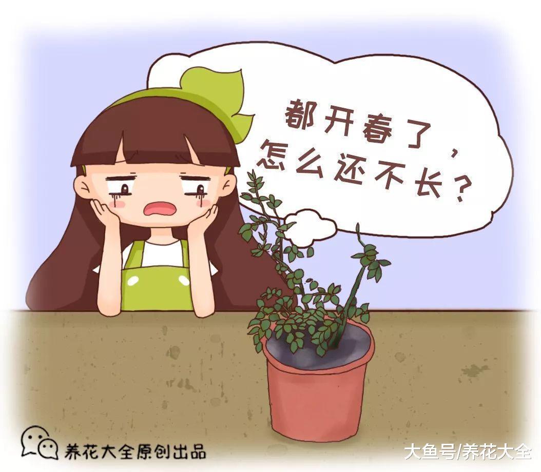 月季兰花轻轻掰一下, 10天冒小芽, 1个月就爆盆!