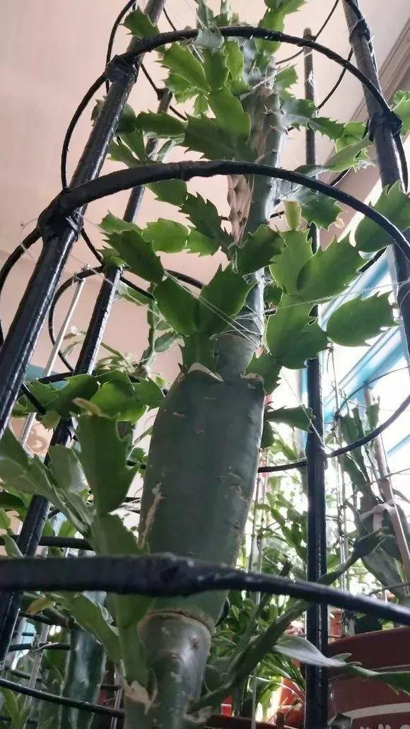 蟹爪兰这样嫁接, 养成6层塔, 开花直冲房顶!