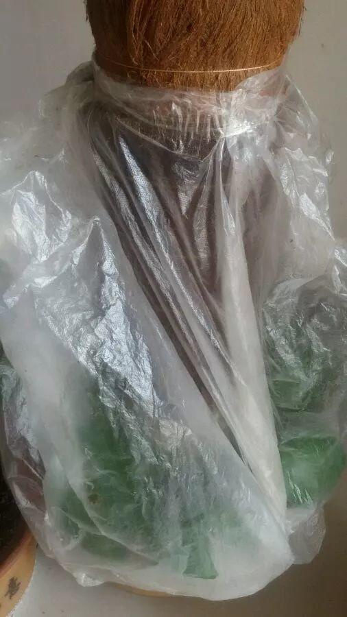 绿萝被风一吹, 不是黄叶就是烂根, 戴个“帽子”连药都省了!