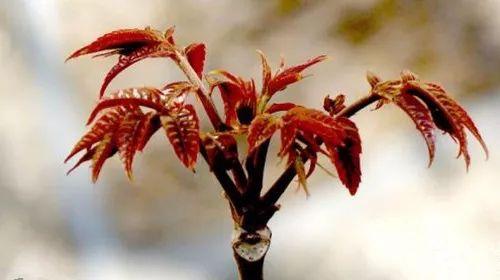 都说观花, 没有绿叶怎能衬花? 这些被花掩盖的叶子也是相当美!