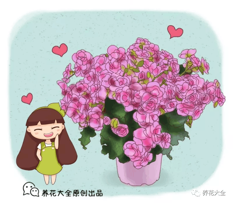 这5种花, 花开大的像包子, 比欧月好看多了!