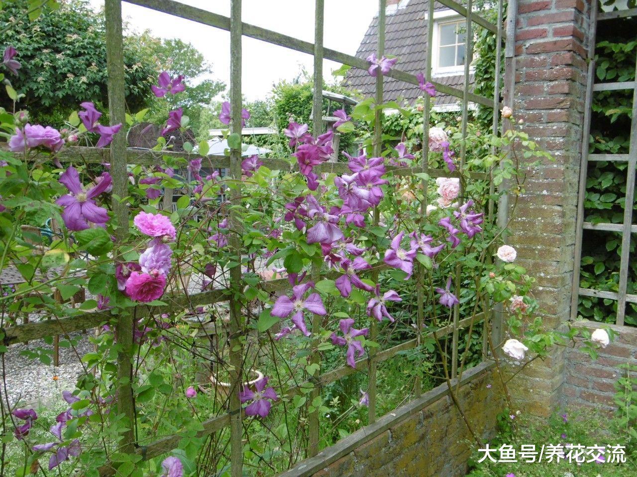 北方的朋友在户外阳台种爬藤铁线莲, 冬天零下20度都没事