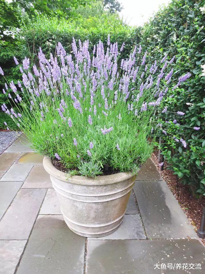 新手在窗台上用花盆就能种好的10种香草植物, 作为调味料最适合