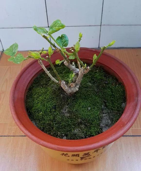 这样剪几刀, 枯萎的花立马冒新芽, 10天就能蹭蹭开花!