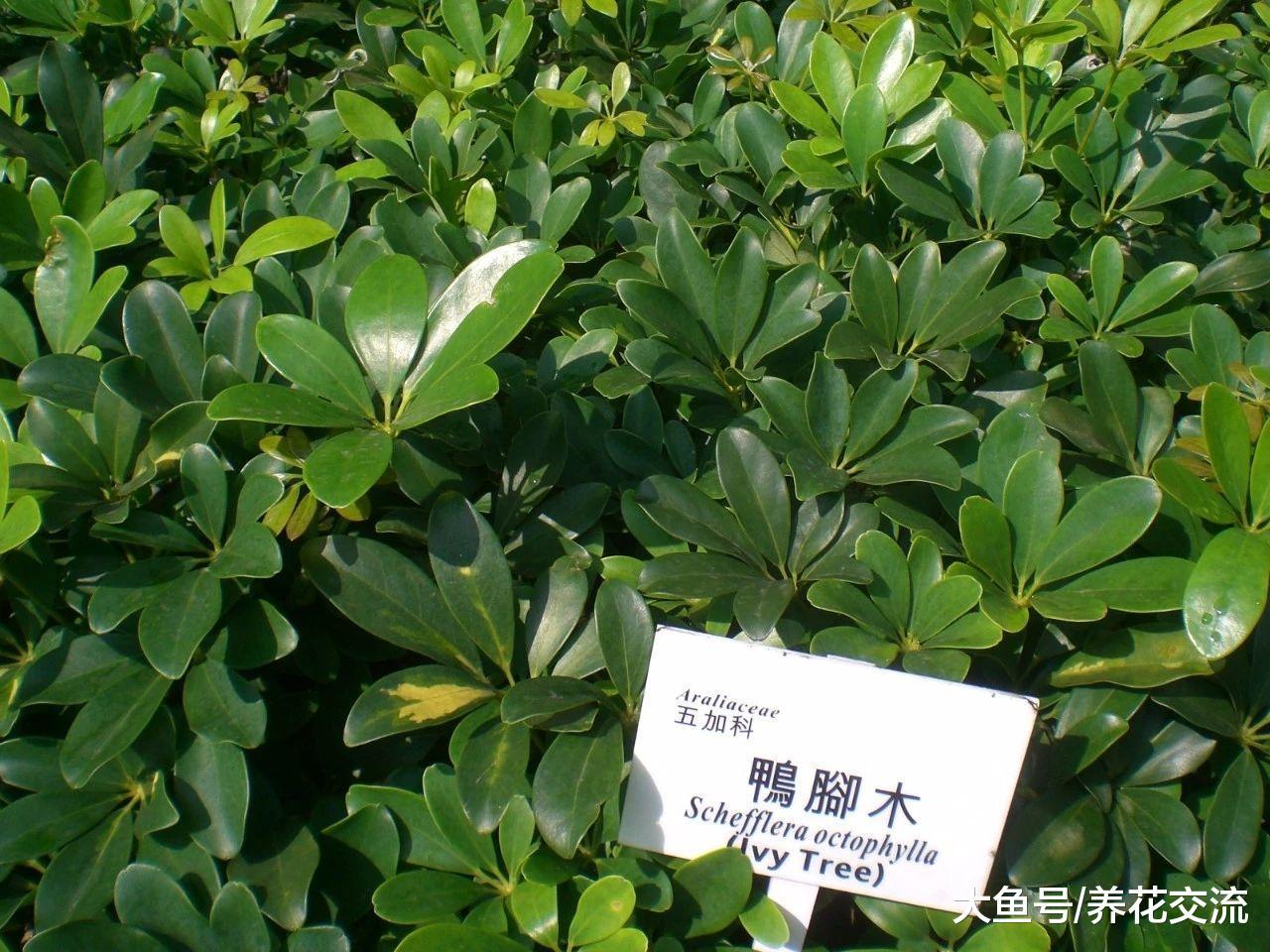 对二手烟净化空气能力很好的鸭脚木, 叶子发黄和繁殖的介绍