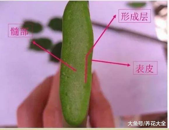 蟹爪兰这么嫁接, 一看就学会, 花量暴增不烂根!