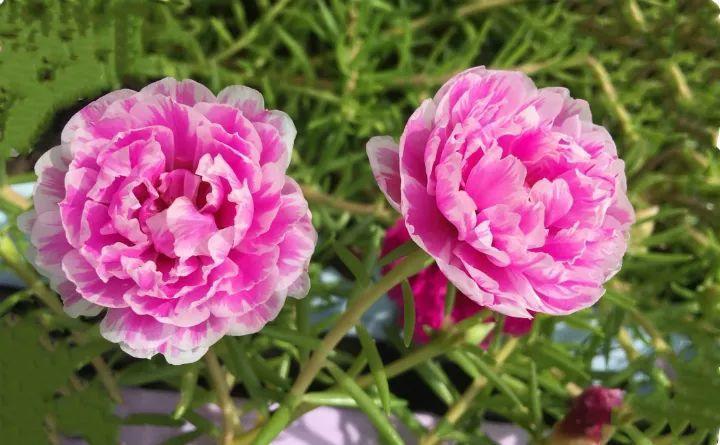 死不了的太阳花, 这20多个品种, 掐个枝就能活!