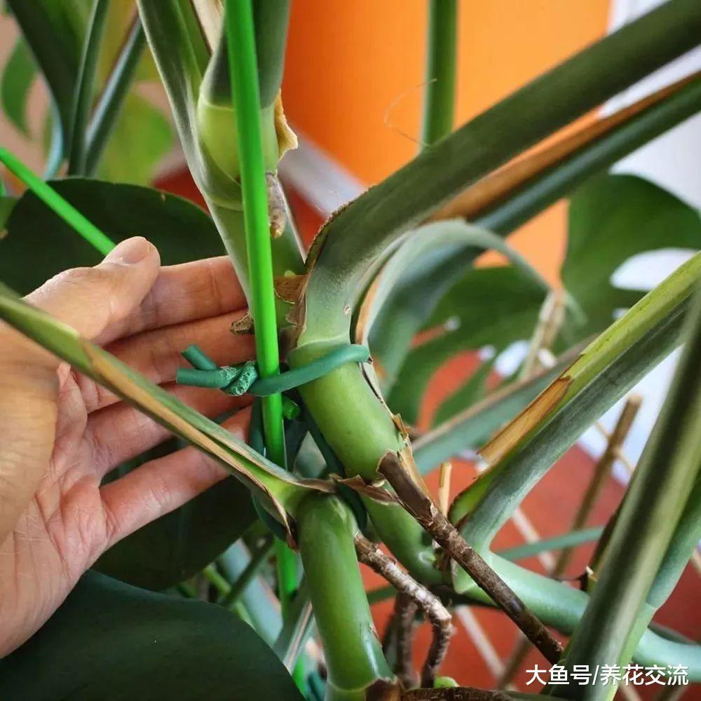 为什么植物会长气根, 这些在空中长根的枝条该如何处理?