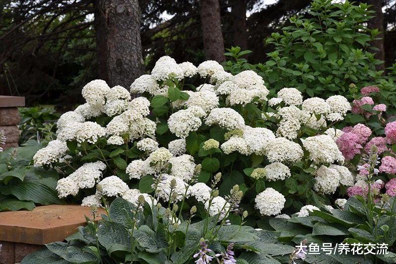 绣球花改变一下土壤的酸碱性, 它的花朵就能变蓝、变粉