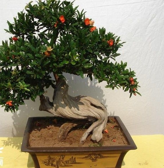 这4种漂亮花养家里, 浇点水呼呼长, 都能养10年!
