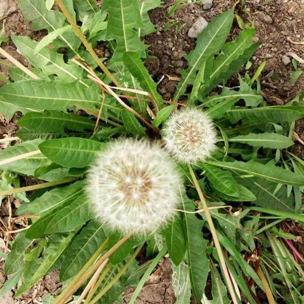邻居大姐每天用“它”泡水喝, 坚持一个月, 这些好事降临到她身上