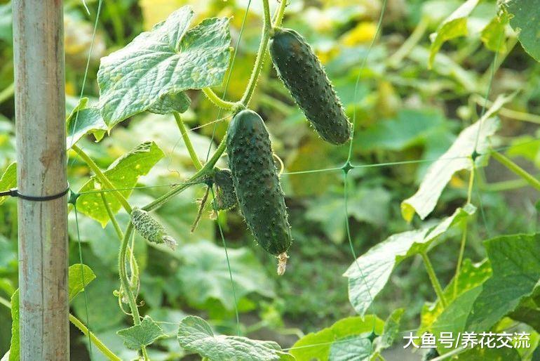 朋友在阳台上种出不断挂果的黄瓜, 花盆种蔬菜也能不断收获