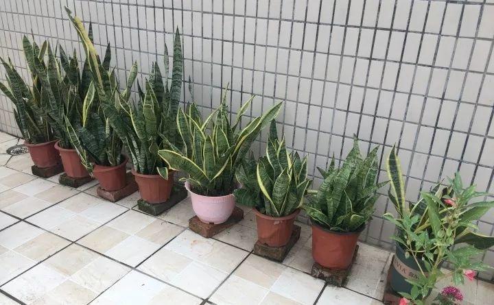 家里的花难养活? 换成这4种, 一年就能长满盆!