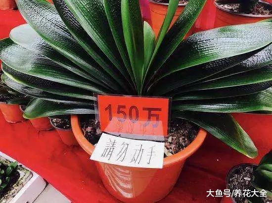 君子兰标出8位数字高价, 是真的有价值, 还是有价无市?