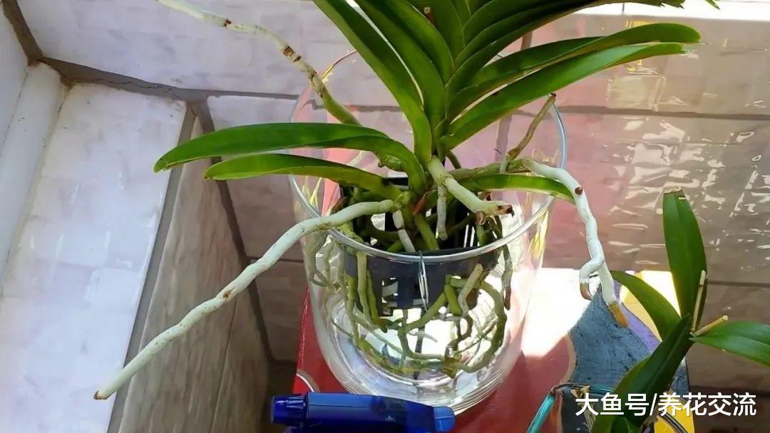 水培的植物应该如何施肥, 有什么需要注意的地方?