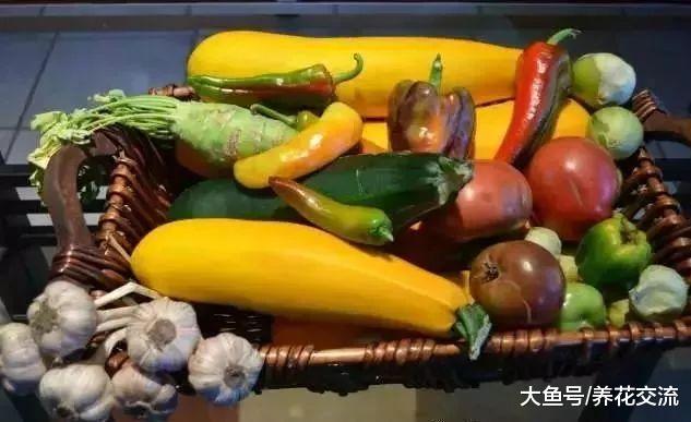 室内的虫子是从哪里来的, 要怎么避免盆栽植物感染病虫害?