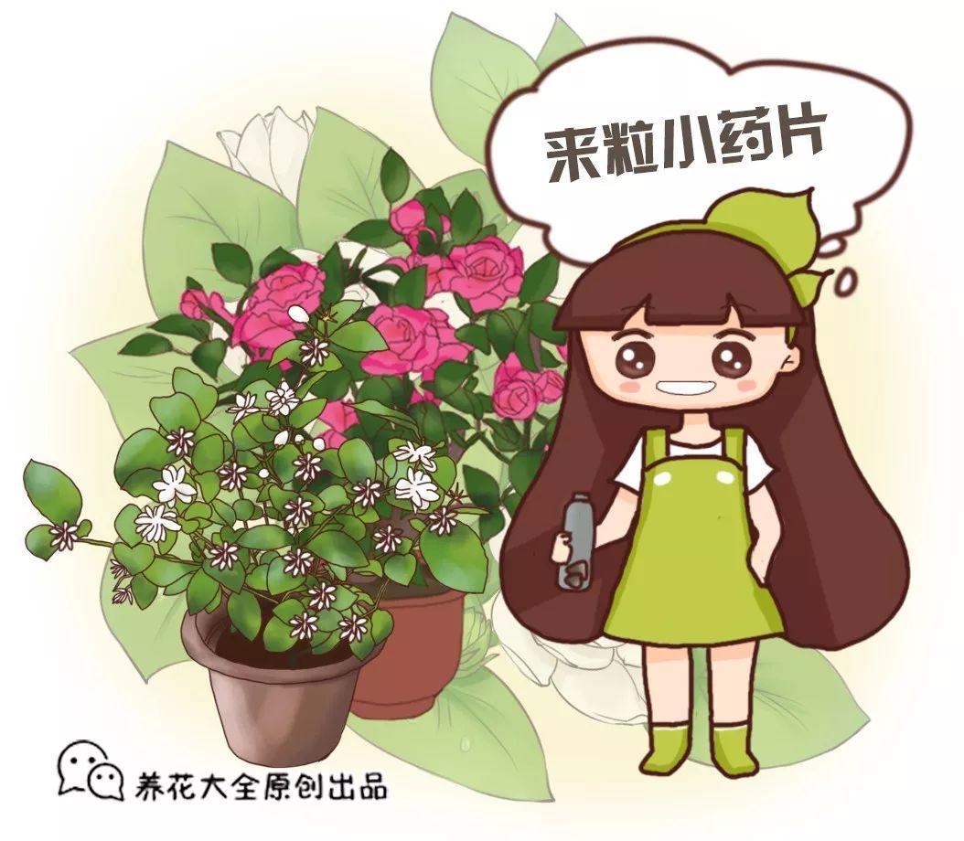 水里扔粒小药片, 花喝了砰砰直爆盆, 邻居嫉妒得眼红!