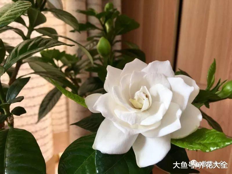 剪下来的枝条别浪费, 这样一处理, 花盆都不够用!