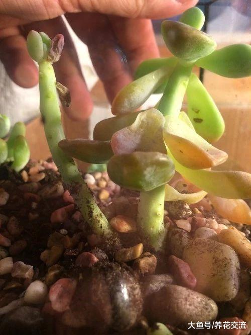 为什么说大部分朋友的多肉植物都是浇水过多淹死的呢?