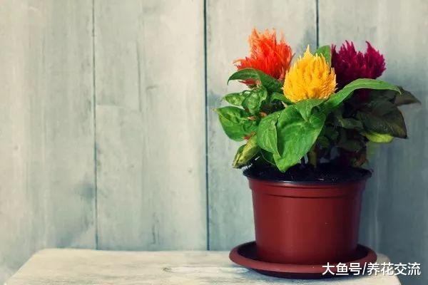 在花盆里养出不断开花的鸡冠花, 花朵长得像五颜六色的鸡冠一般