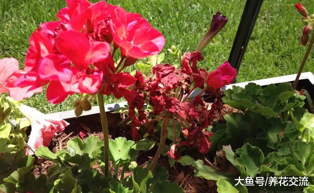为什么你的天竺葵度过夏天之后就没有办法恢复生长