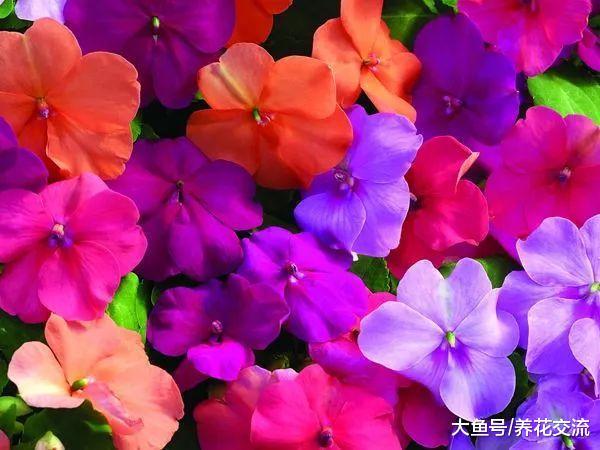 在家里养花最常遇到的几种病害, 哪一种是你最讨厌的
