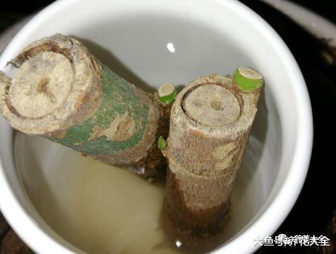 别人扔的花, 老爸捡来养, 最后全爆盆了!