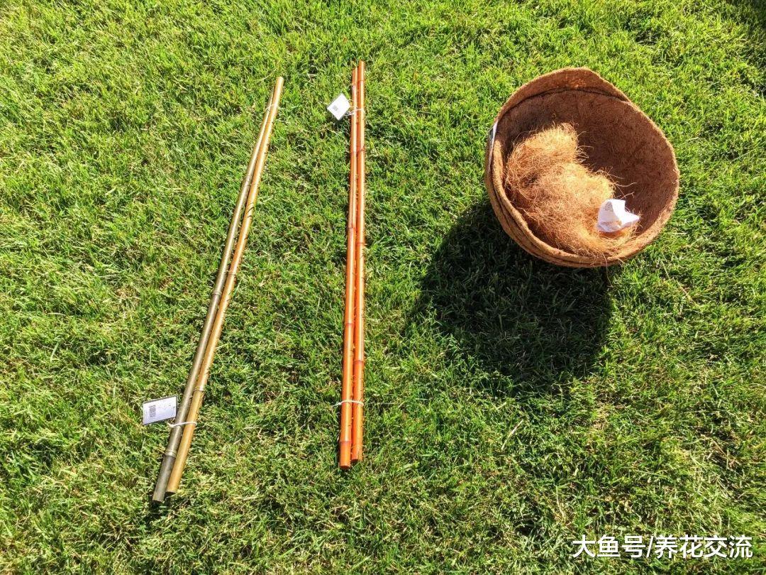 龟背竹的气生根都长到一米多长, 给它做这个东西后就得特好看