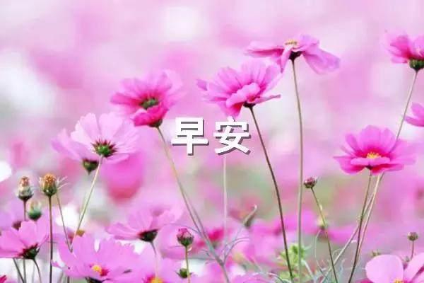 励志的早安心语句子大全, 选一句发朋友圈吧!