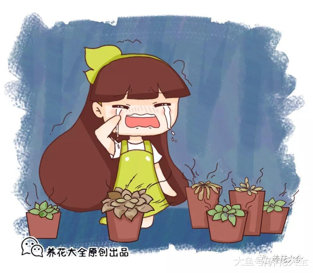 不想你的多肉挂掉, 那就避开这几点, 让它安全度夏!