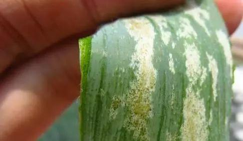 这种虫子高发季节, 盆栽招虫子要这么处理, 百试百灵!