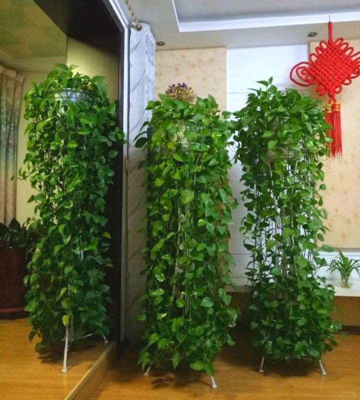 绿萝最怕冻, 保暖措施没做好, 没有几盆能活着!