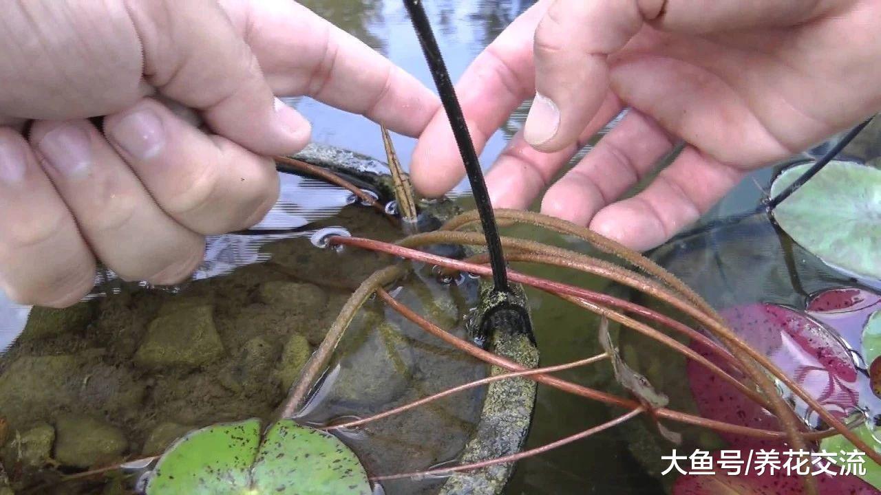 为什么你养的睡莲茎叶容易腐烂, 怎么养才容易开花