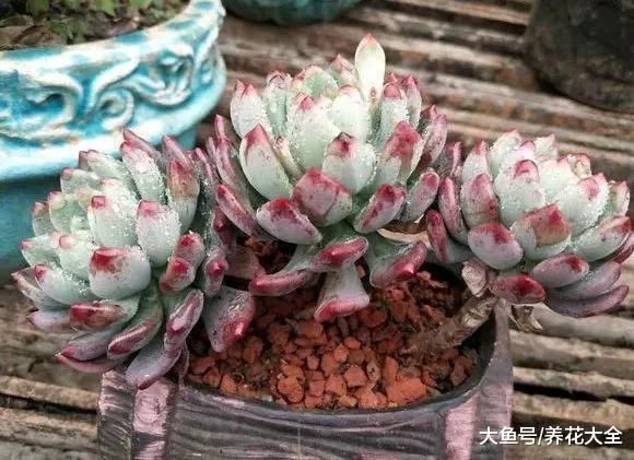 绿萝窜上墙, 多肉胖成球, 栀子开满枝, 服了!