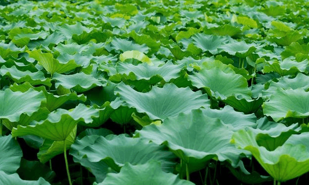 肚子大的像怀孕? 一片生姜几滴醋, 10个胖腹瘦9个, 效果特好