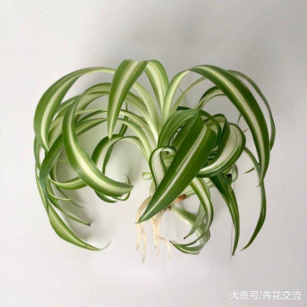 室内养护的吊兰不断抽穗的技巧, 四季养护都有哪些注意事项?
