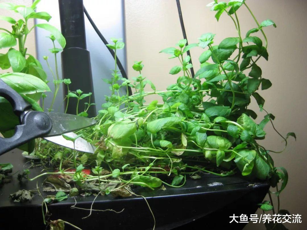 薄荷养在家里有这么多好处, 让蜘蛛、小老鼠和其他害虫远离