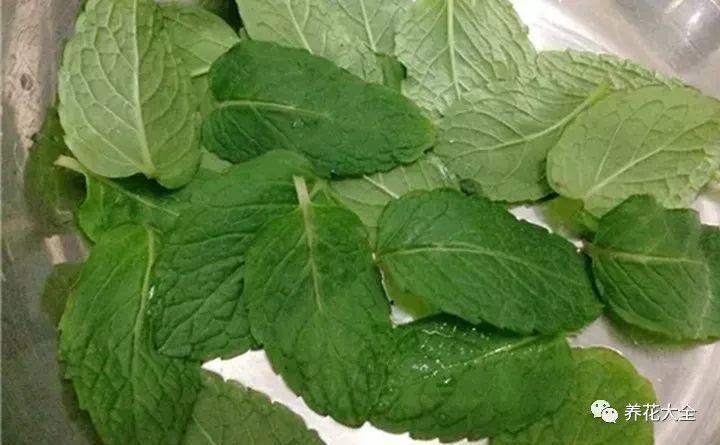 养花就爱招蚊虫? 水里加点薄荷, 叶上蚜虫不再有!