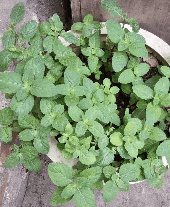 夏天养盆它, 赏完花还能泡水喝, 清热又解暑!