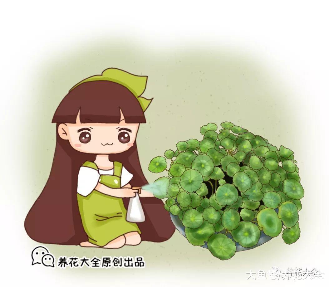 铜钱草水里加点这个, 不但长满盆, 叶子又大又绿!