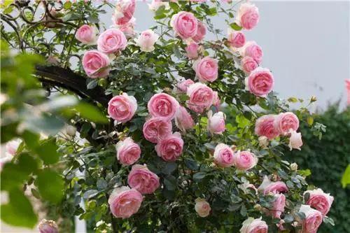 我觉得你家阳台肯定缺少这些可以开成花墙的藤本月季, 四季开花不断!