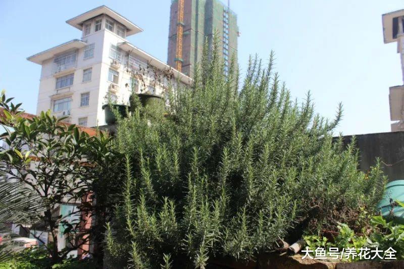 还在阳台养木香? 做到这一点, 长得比房子都高!