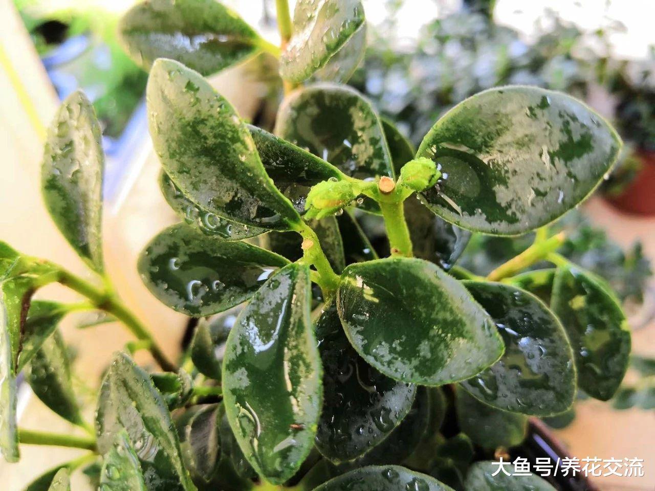 枝条不断掐顶就能花开不断的金鱼花, 不养一盆就亏大了