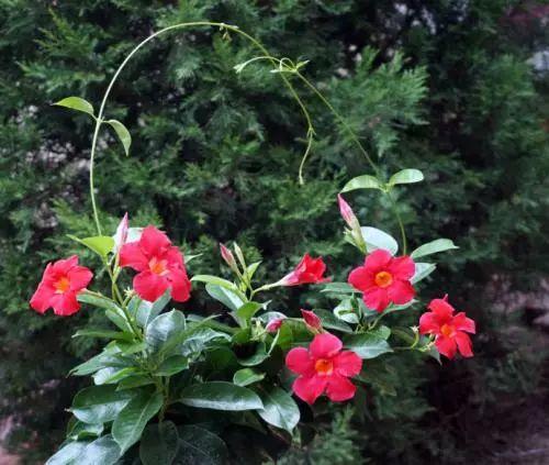 夏天就快到了, 是时候养殖这些越晒, 开花越是疯狂的花卉了!