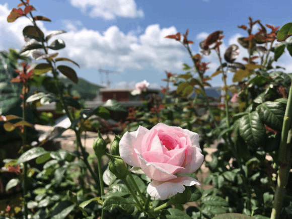 夏天过后, 月季这样处理, 开的花比春天还要好看!