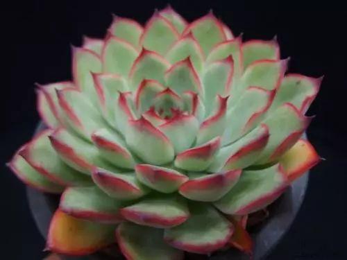 花月夜、月光女神、吉娃娃总是分不清? 可不要再被忽悠了!