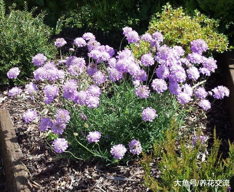 12种花朵五颜六色的夏季花卉, 种在院子里就能开花灿烂