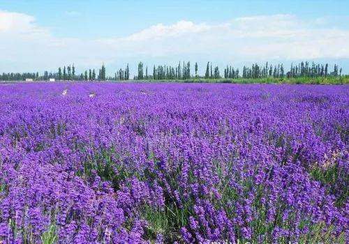 不同装修风格家居可以这么搭配植物, 让你家档次比别人家高好几层!