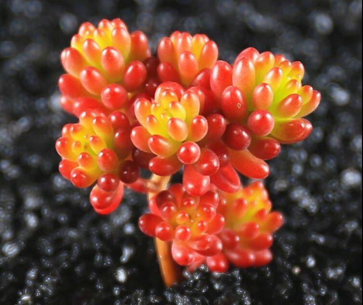 多肉养成葡萄串, 叶子亮晶晶, 邻居看了都羡慕!